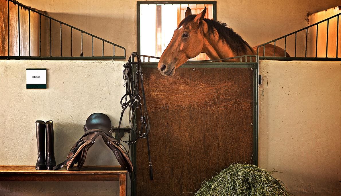 Al Wadi Equestrian Adventure Centre Stable