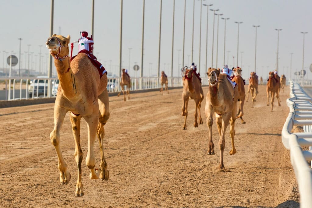 Traditional,Camel,Dromadery,Race,Of,Ash-shahaniyah,In,Qatar,With,Robots
