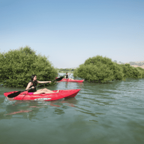 Mangrove Kayaking in RAK