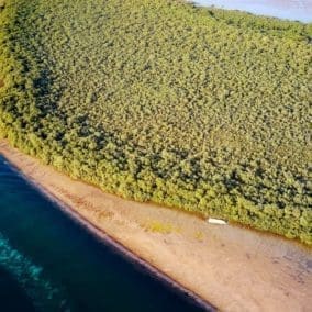 mangrove-coastline