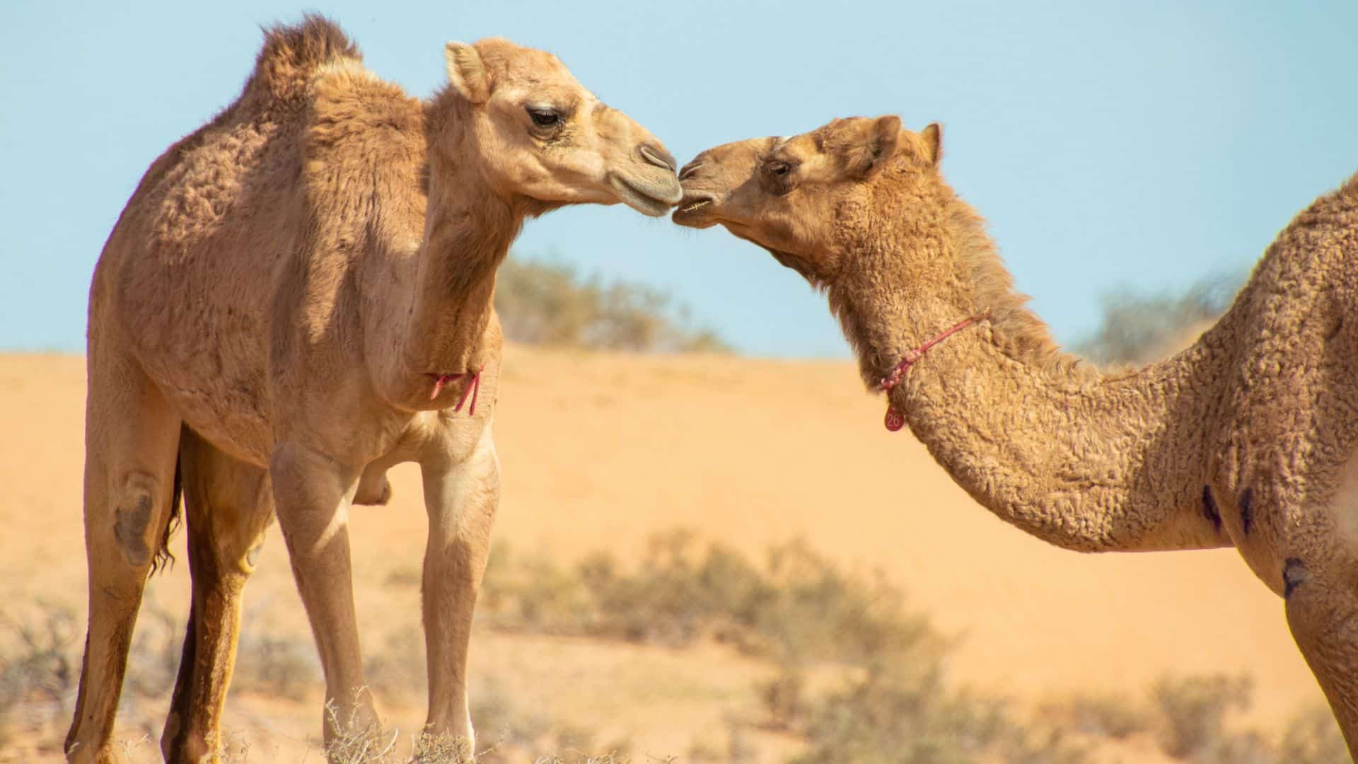Nuotare con i cammelli a Ras Al Khaimah