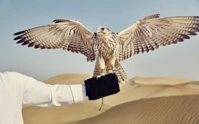 falconry