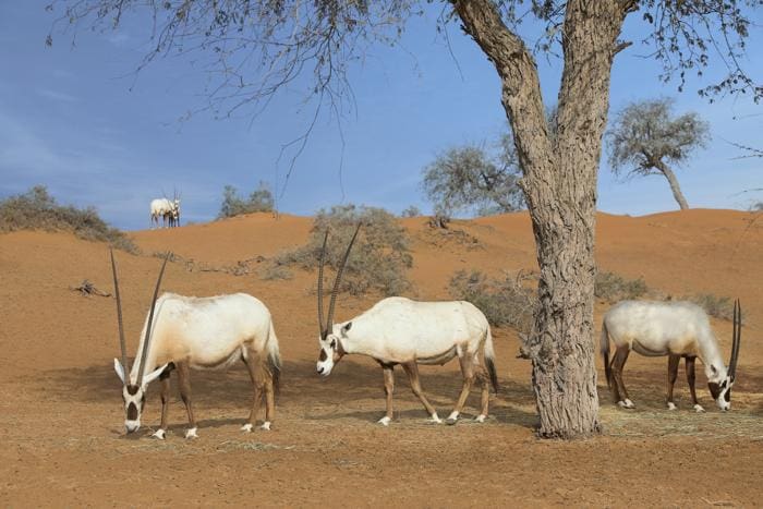 Wildlife Reserves RAK