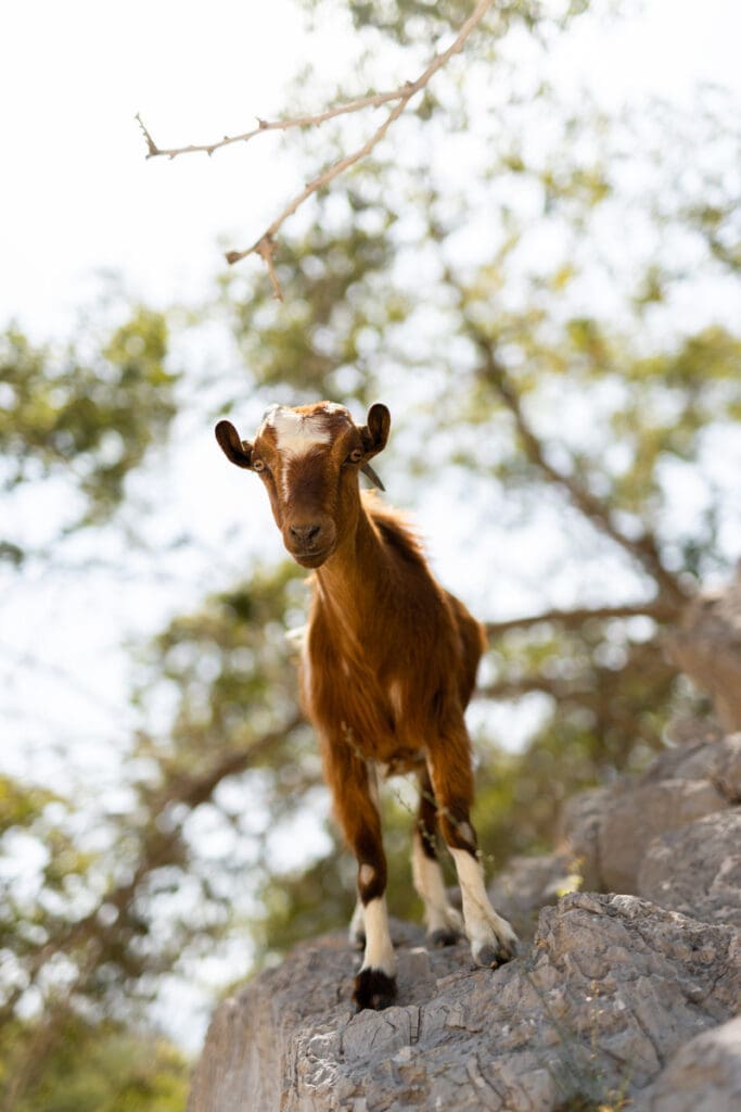 mountain goat