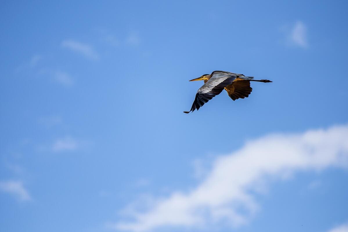 Birdwatching and Wildlife Photography in Ras Al Khaimah